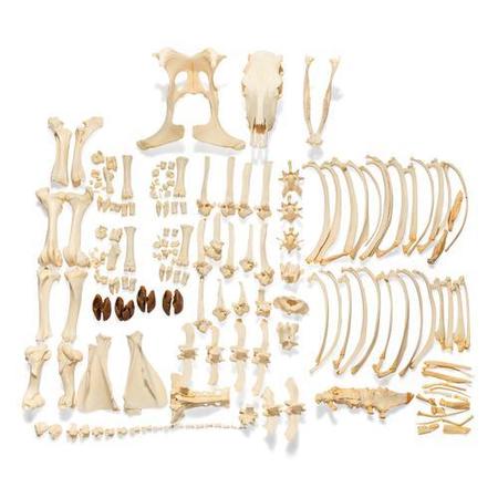 3B SCIENTIFIC Cow Skeleton, w/o Horns, Disarticulated 1020975